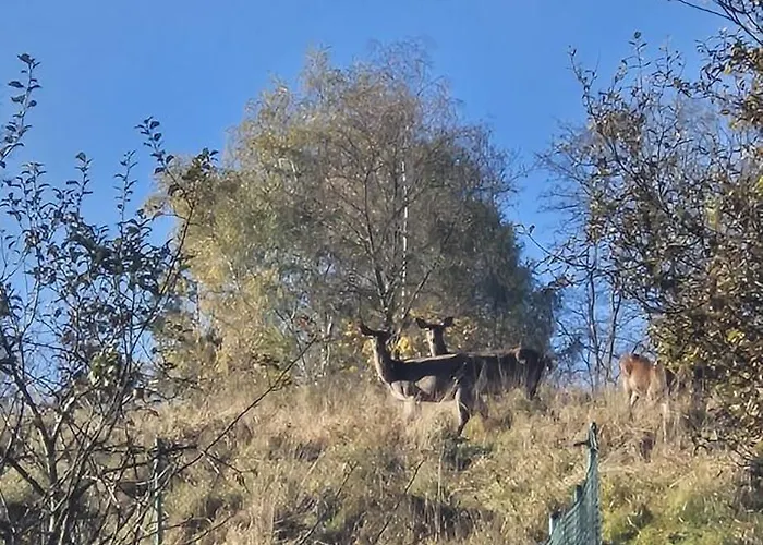 Sowia Chatka- - Z Jacuzzi Stryszawa